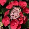 Cherry Explosion Hydrangea - 1 Gallon Pot 1 Cherry Explosion Hydrangea - 1 Gallon Pot -Best Plant Shop Hydrangea Cherry Explosion 1