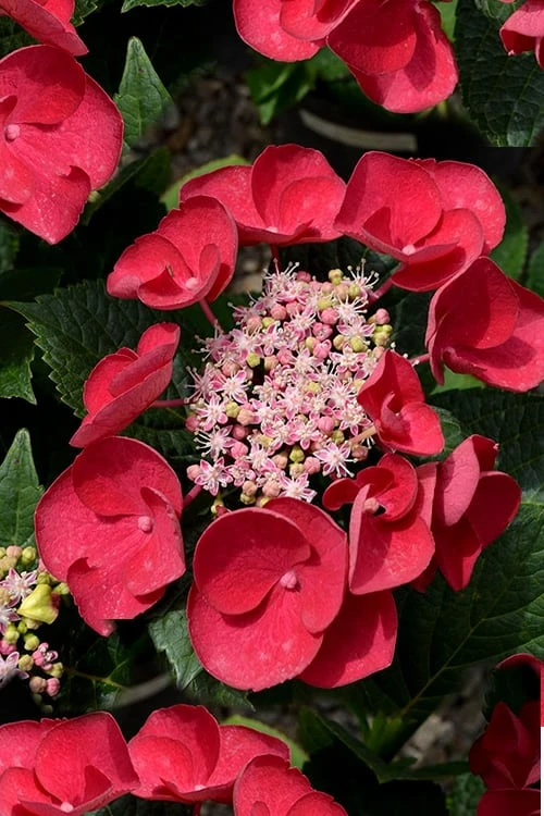 Cherry Explosion Hydrangea - 1 Gallon Pot 3 Cherry Explosion Hydrangea - 1 Gallon Pot