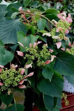 Rose Sensation Pink Climbing Hydrangea Vine - 3 Gallon Pot 17 Rose Sensation Pink Climbing Hydrangea Vine - 3 Gallon Pot -Best Plant Shop Hydrangea Climbing Rose Sensation 2 1