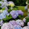 Dear Dolores Hydrangea - 2 Gallon Pot -Best Plant Shop Hydrangea Dear Delores 500x750 2