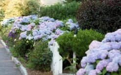 Dear Dolores Hydrangea - 2 Gallon Pot -Best Plant Shop Hydrangea Dear Dolores Garden Planting 1