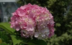 Dear Dolores Hydrangea - 3 Gallon Pot 14 Dear Dolores Hydrangea - 3 Gallon Pot -Best Plant Shop Hydrangea Dear Dolores Pink