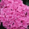 Double Delights Perfection Hydrangea - 2 Gallon Pot 2 Double Delights Perfection Hydrangea - 2 Gallon Pot -Best Plant Shop Hydrangea Double DEelights Perfection 2