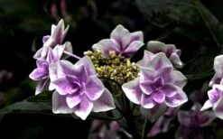 Double Delights Stargazer Hydrangea - 3 Gallon Pot 13 Double Delights Stargazer Hydrangea - 3 Gallon Pot -Best Plant Shop Hydrangea Double Delights Stargazer 5