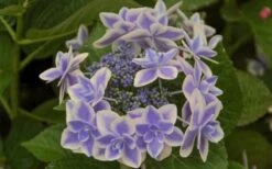 Double Delights Stargazer Hydrangea - 3 Gallon Pot 11 Double Delights Stargazer Hydrangea - 3 Gallon Pot -Best Plant Shop Hydrangea Double Delights Stargazer 6