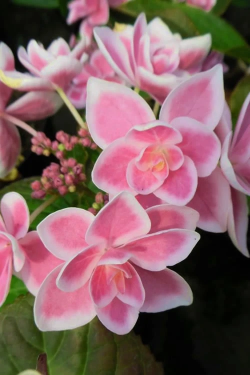 Double Delights Stargazer Hydrangea - 3 Gallon Pot 3 Double Delights Stargazer Hydrangea - 3 Gallon Pot