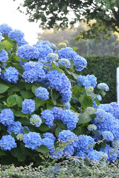 Endless Summer Hydrangea Original - 3 Gallon Pot 3 Endless Summer Hydrangea Original - 3 Gallon Pot