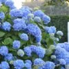 Endless Summer Hydrangea Original - 2 Gallon Pot -Best Plant Shop Hydrangea Endless Summer 500x750 2