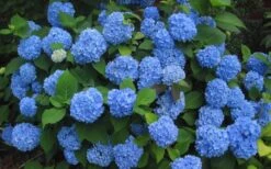 Endless Summer Hydrangea Original - 3 Gallon Pot 13 Endless Summer Hydrangea Original - 3 Gallon Pot -Best Plant Shop Hydrangea Endless Summer Closeup 3