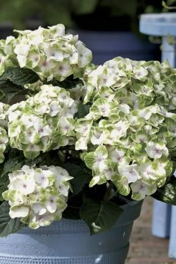 Everlasting Noblesse Hydrangea - 3 Gallon Pot -Best Plant Shop Hydrangea Everlasting Noblesse 1
