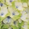 Everlasting Noblesse Hydrangea - 3 Gallon Pot -Best Plant Shop Hydrangea Everlasting Noblesse 2