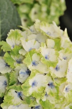 Everlasting Noblesse Hydrangea - 3 Gallon Pot -Best Plant Shop Hydrangea Everlasting Noblesse 3