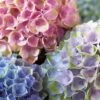 Everlasting Revolution Hydrangea - 1 Gallon Pot -Best Plant Shop Hydrangea Everlasting Revolution 1