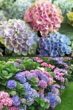 Everlasting Revolution Hydrangea - 1 Gallon Pot 9 Everlasting Revolution Hydrangea - 1 Gallon Pot -Best Plant Shop Hydrangea Everlasting Revolution 2