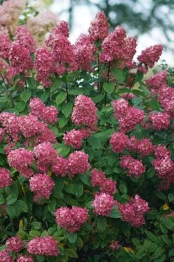 Fire Light Hydrangea - Single Trunk Topiary Tree - 5 Gallon Pot 11 Fire Light Hydrangea - Single Trunk Topiary Tree - 5 Gallon Pot -Best Plant Shop Hydrangea Fire Light 2