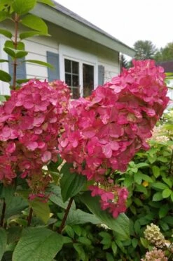 Fire Light Hydrangea - Single Trunk Topiary Tree - 5 Gallon Pot 13 Fire Light Hydrangea - Single Trunk Topiary Tree - 5 Gallon Pot -Best Plant Shop Hydrangea Fire Light 3