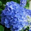 Glory Blue Hydrangea - 3 Gallon Pot -Best Plant Shop Hydrangea Glory Blue 10