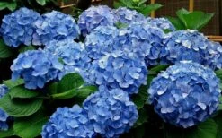 Glory Blue Hydrangea - 3 Gallon Pot 9 Glory Blue Hydrangea - 3 Gallon Pot -Best Plant Shop Hydrangea Glory Blue 11