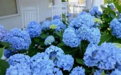 Nikko Blue Hydrangea - 3 Gallon Pot 12 Nikko Blue Hydrangea - 3 Gallon Pot -Best Plant Shop Hydrangea Glory Blue Shrub 2 1