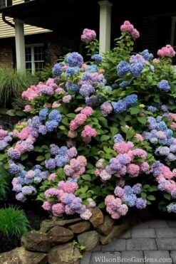 L.A. Dreamin Hydrangea - 3 Gallon Pot 12 L.A. Dreamin Hydrangea - 3 Gallon Pot -Best Plant Shop Hydrangea LA Dreamin 5
