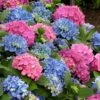 L.A. Dreamin Hydrangea - 3 Gallon Pot 2 L.A. Dreamin Hydrangea - 3 Gallon Pot -Best Plant Shop Hydrangea LA Dreamin 500x750 1