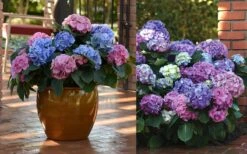 L.A. Dreamin Hydrangea - 3 Gallon Pot 11 L.A. Dreamin Hydrangea - 3 Gallon Pot -Best Plant Shop Hydrangea LA Dreamin Blooms 2