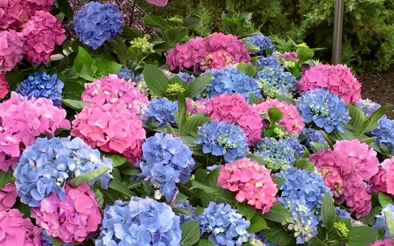 L.A. Dreamin Hydrangea - 3 Gallon Pot 8 L.A. Dreamin Hydrangea - 3 Gallon Pot - Image 6