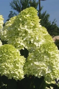 Limelight PeeGee Hydrangea - 3 Gallon Pot 17 Limelight PeeGee Hydrangea - 3 Gallon Pot -Best Plant Shop Hydrangea Limelight 101
