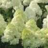 Limelight PeeGee Hydrangea - 3 Gallon Pot 2 Limelight PeeGee Hydrangea - 3 Gallon Pot -Best Plant Shop Hydrangea Limelight 107