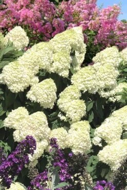 Limelight PeeGee Hydrangea - 3 Gallon Pot 19 Limelight PeeGee Hydrangea - 3 Gallon Pot -Best Plant Shop Hydrangea Limelight 110