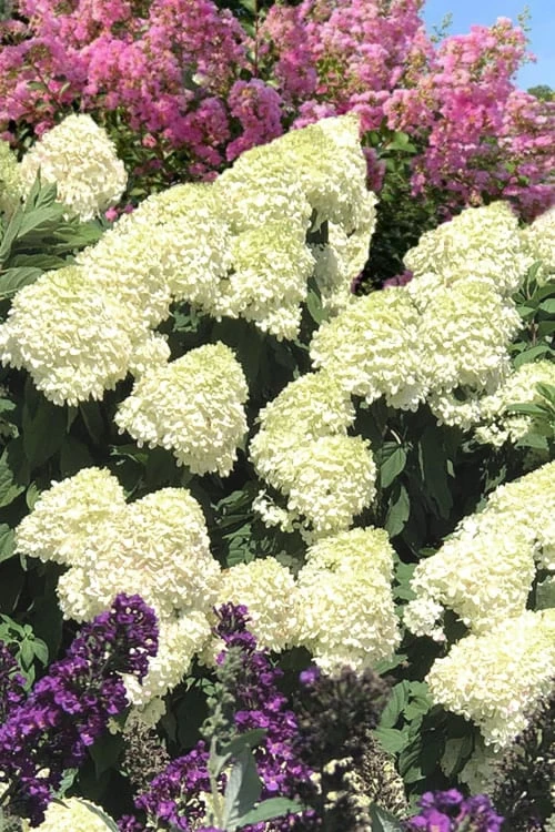 Limelight PeeGee Hydrangea - 3 Gallon Pot 11 Limelight PeeGee Hydrangea - 3 Gallon Pot - Image 9