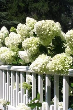 Limelight PeeGee Hydrangea - 3 Gallon Pot 16 Limelight PeeGee Hydrangea - 3 Gallon Pot -Best Plant Shop Hydrangea Limelight 21 1