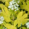 Little Honey Oakleaf Hydrangea - 1 Gallon Pot 1 Little Honey Oakleaf Hydrangea - 1 Gallon Pot -Best Plant Shop Hydrangea Little Honey 1
