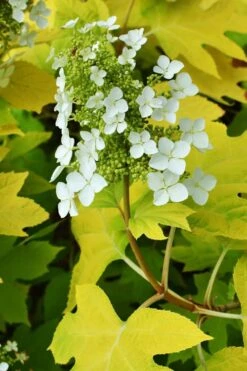 Little Honey Oakleaf Hydrangea - 1 Gallon Pot -Best Plant Shop Hydrangea Little Honey 3