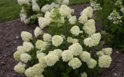 Little Lime Hydrangea - 2 Gallon Pot 15 Little Lime Hydrangea - 2 Gallon Pot -Best Plant Shop Hydrangea Little Lime 1 2