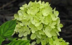 Little Lime Hydrangea - 3 Gallon Pot 12 Little Lime Hydrangea - 3 Gallon Pot -Best Plant Shop Hydrangea Little Lime