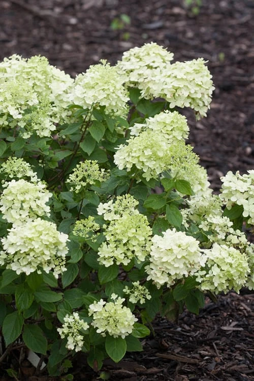 Little Lime Hydrangea - 3 Gallon Pot 3 Little Lime Hydrangea - 3 Gallon Pot