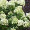 Little Lime Hydrangea - 1 Gallon Pot 2 Little Lime Hydrangea - 1 Gallon Pot -Best Plant Shop Hydrangea Little Lime 500x750 4