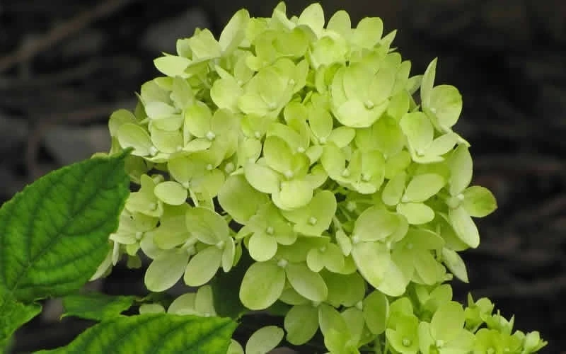 Little Lime Hydrangea - 3 Gallon Pot 6 Little Lime Hydrangea - 3 Gallon Pot - Image 4
