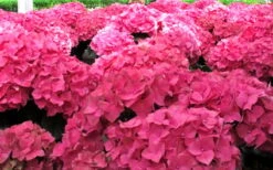 Merritts Supreme Hydrangea - 1 Gallon Pot -Best Plant Shop Hydrangea Merrits Supreme Pink 12 1