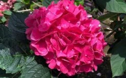 Merritts Supreme Hydrangea - 1 Gallon Pot -Best Plant Shop Hydrangea Merrits Supreme Pink 13 1