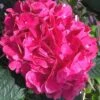 Merritts Supreme Hydrangea - 1 Gallon Pot -Best Plant Shop Hydrangea Merrits Supreme Pink 15 1