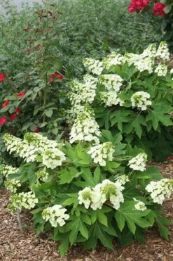 Munchkin Dwarf Oakleaf Hydrangea - 2 Gallon Pot 13 Munchkin Dwarf Oakleaf Hydrangea - 2 Gallon Pot -Best Plant Shop Hydrangea Munchkin 11 1
