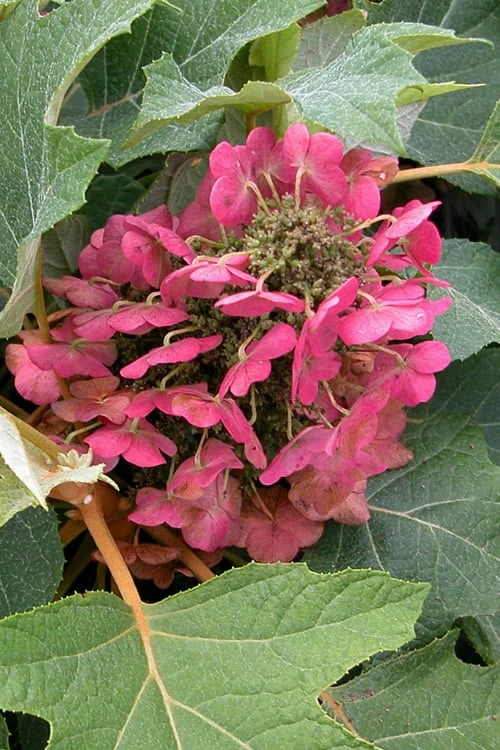 Munchkin Dwarf Oakleaf Hydrangea - 2 Gallon Pot 3 Munchkin Dwarf Oakleaf Hydrangea - 2 Gallon Pot