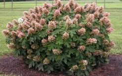 Munchkin Dwarf Oakleaf Hydrangea - 1 Gallon Pot -Best Plant Shop Hydrangea Munchkin