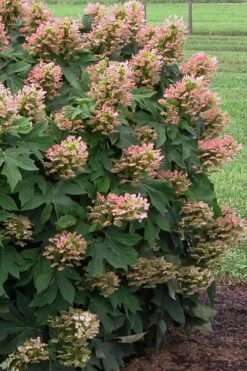 Munchkin Dwarf Oakleaf Hydrangea - 3 Gallon Pot -Best Plant Shop Hydrangea Munchkin 500x750 3
