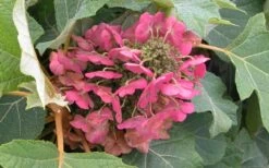 Munchkin Dwarf Oakleaf Hydrangea - 3 Gallon Pot -Best Plant Shop Hydrangea Munchkin Bloom Closeup 2