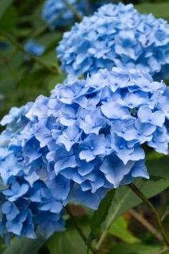 Nikko Blue Hydrangea - 1 Gallon Pot -Best Plant Shop Hydrangea Nikko Blue 10