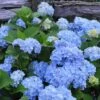 Nikko Blue Hydrangea - 3 Gallon Pot 2 Nikko Blue Hydrangea - 3 Gallon Pot -Best Plant Shop Hydrangea Nikko Blue 500x750 2