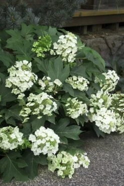 Pee Wee Dwarf Oakleaf Hydrangea - 3 Gallon Pot -Best Plant Shop Hydrangea Oakleaf Pee Wee 11
